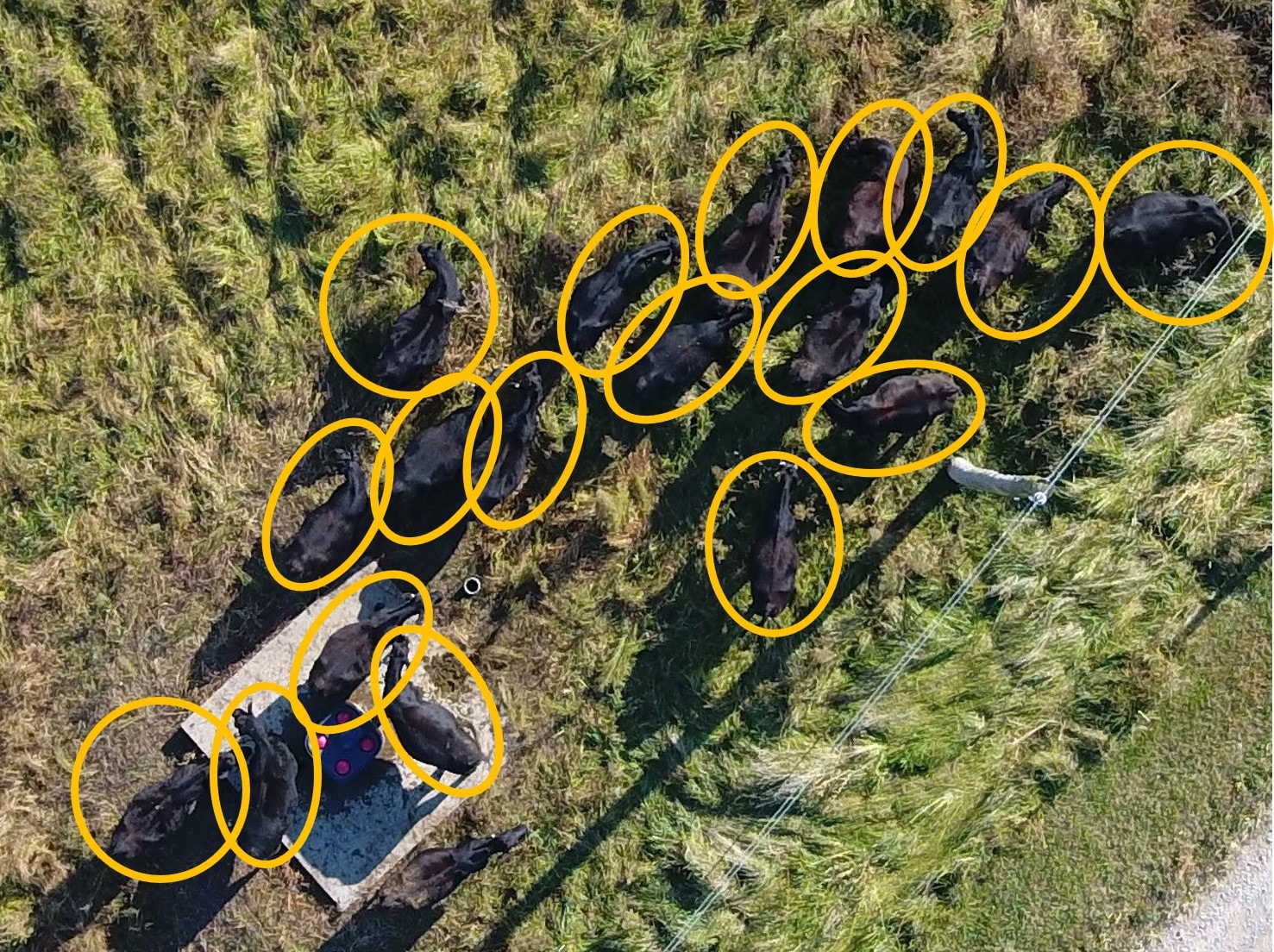 Annotated Herd Count Report